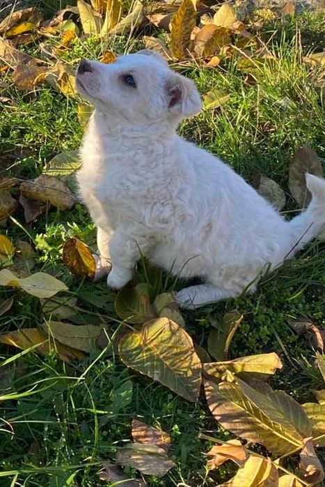 Отдам даром девочку