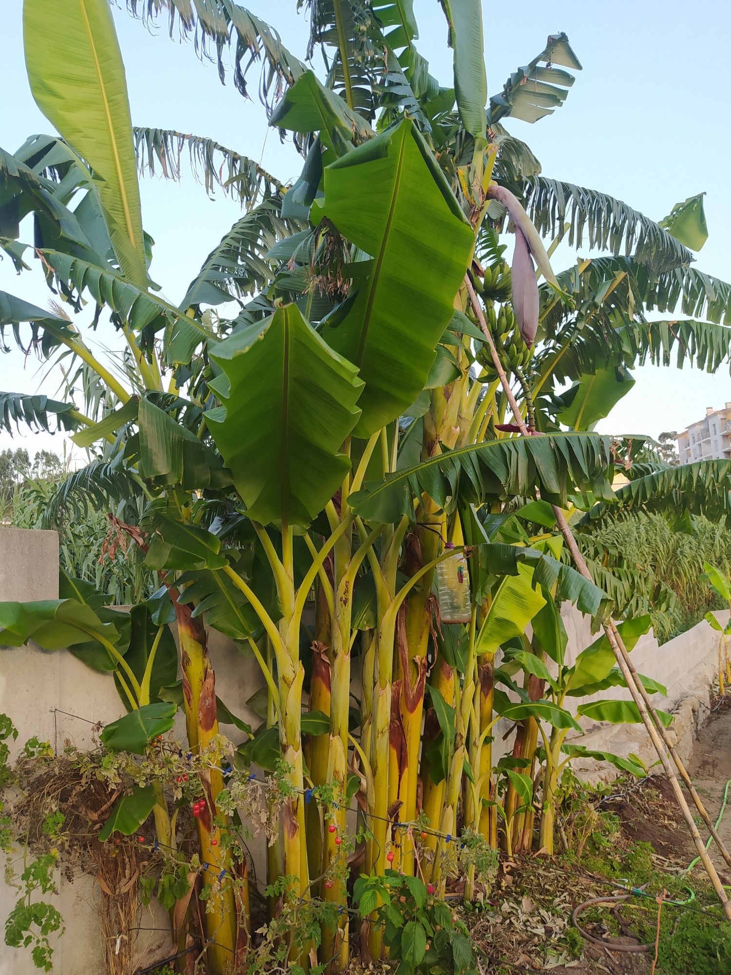 Bananeiras enrraizadas vários tamanhos " Banana maçã "