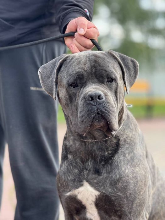 В'язка Кане-Корсо