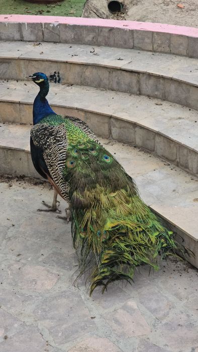 Pavão azul de 2023