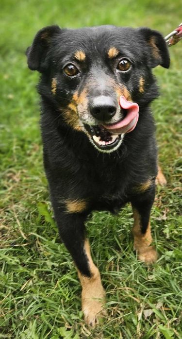 Blancik szuka domu -schronisko Zgierz-aktualne