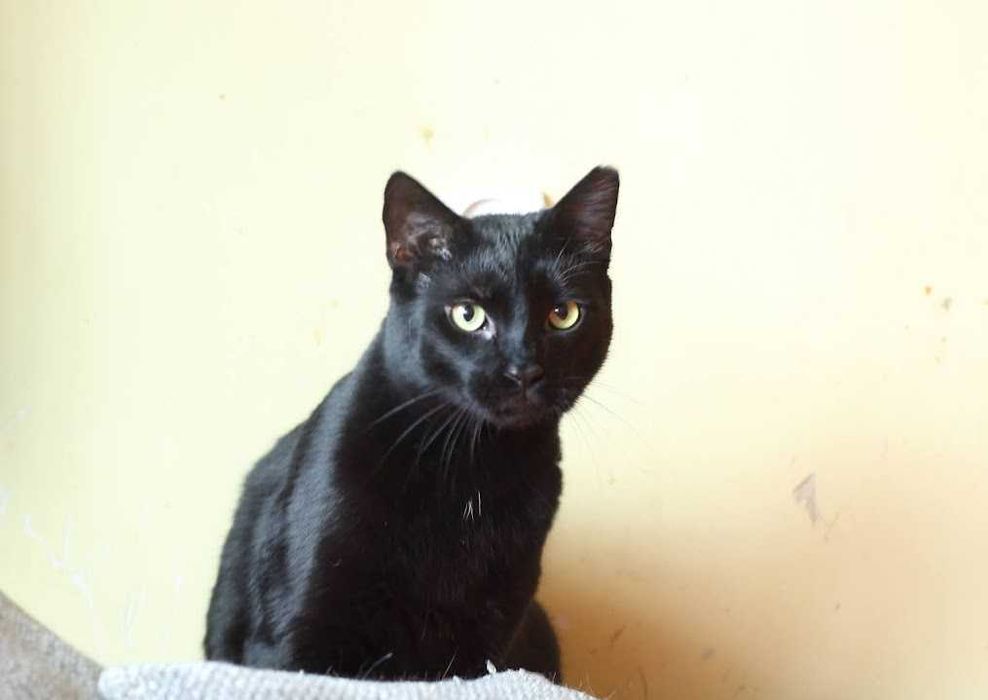 Bil Środusiem zwany- piękny, duuuuży, błyszcząco czarny!