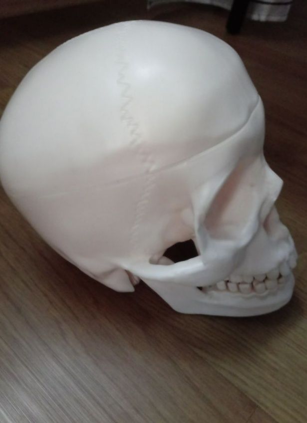 Czaszka szkielet kostek ciało człowieka