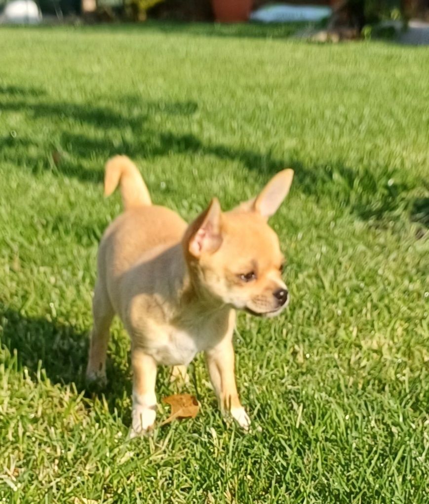 Chihuahua suczka fci ZkWwP