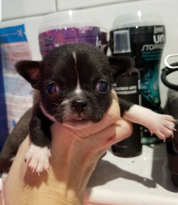 Кобби тип Мальчик чихуахуа мини