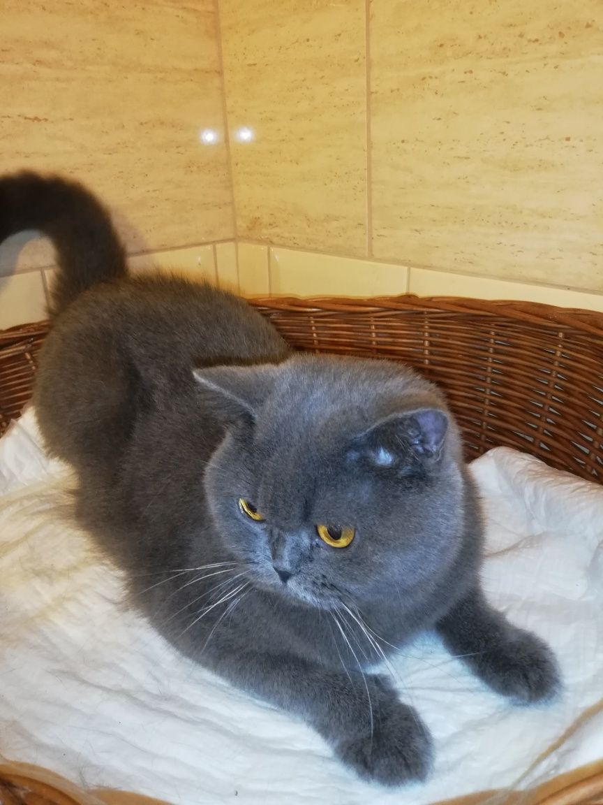 Kotka koty brytyjska po hodowlana