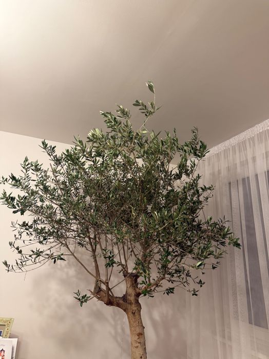 Drzewo oliwkowe z doniczką