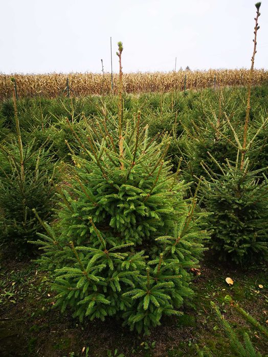 Choinki z własnej plantacji