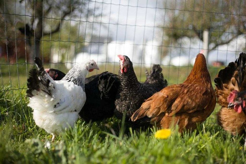 Młode nioski odchowane Rosa dowóz Gratis