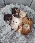 13.04.25 Kociaki Maine Coon NeliKotyPl*
