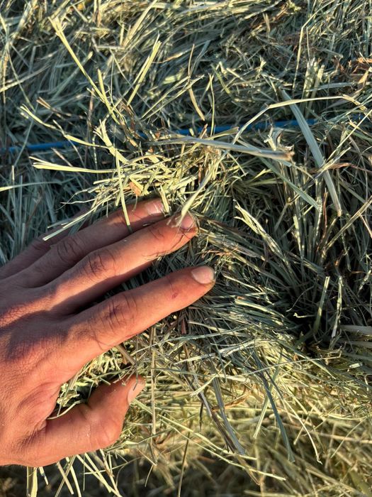 Feno, Palha, Fenosilagem, Aparas de madeiras