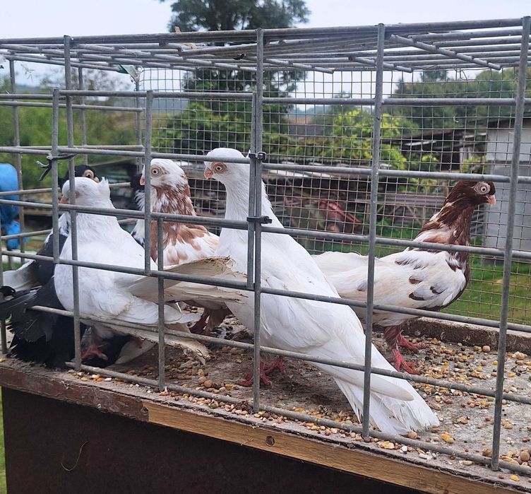 Gołębie zamojskie i bociany