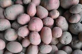 Ziemniaki jadalne bellarosa i vineta