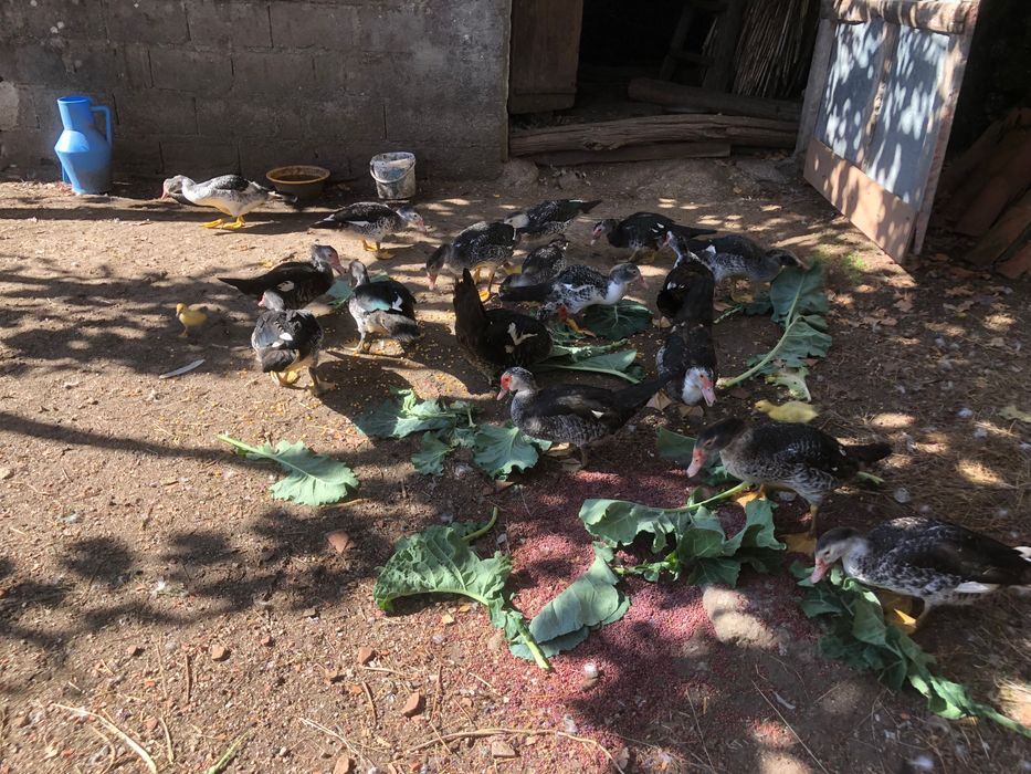 Patos caseiros para criar