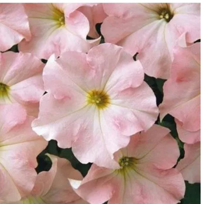 Петунія грандіфлора Дрімс F1