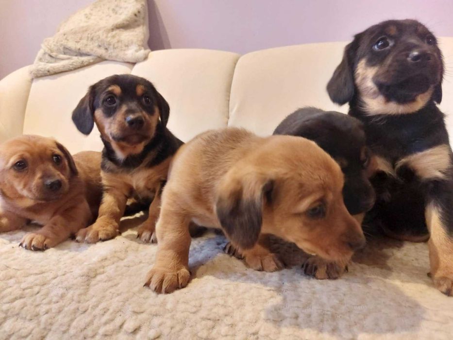 Szczeniaki pieski 2 miesięczne  - oddam do dobrych domów