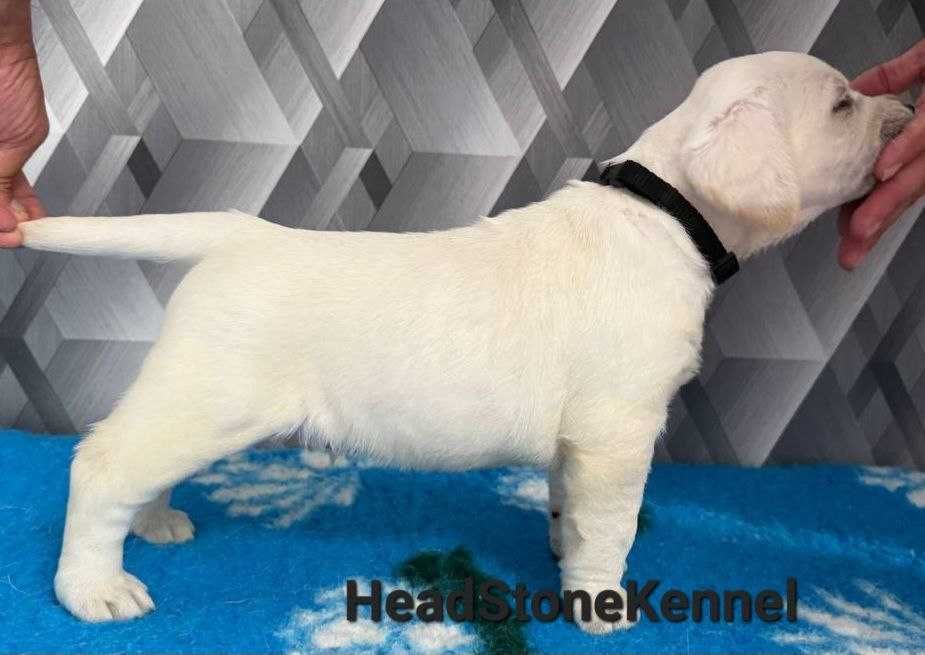 Щенки Лабрадора ретривера