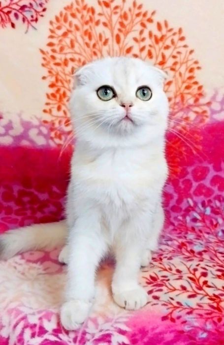 Неймовірна красуня шотландочка Скотіш фолд