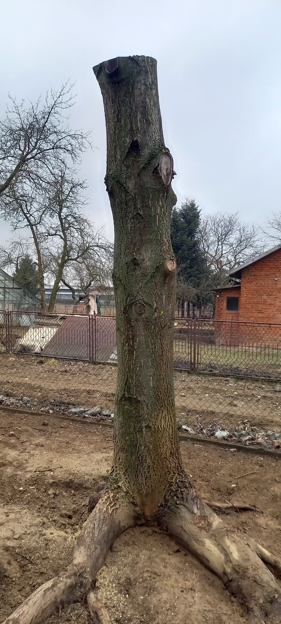 Orzech włoski,pień