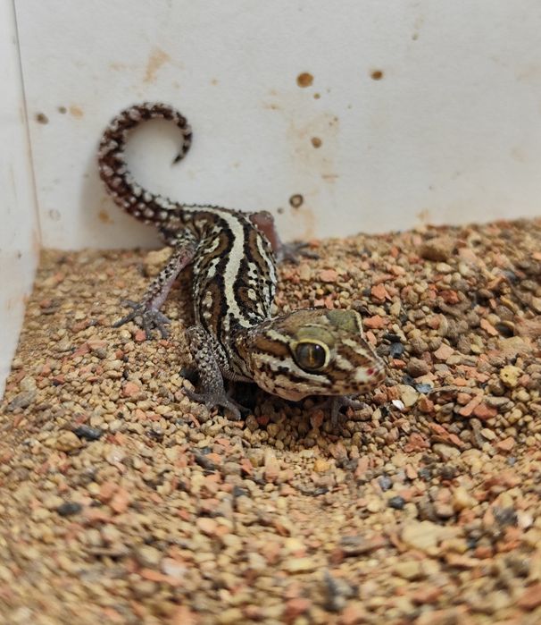 Paroedura picta – gekon madagaskarski