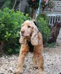 Bambik Cocker Spaniel szuka domu