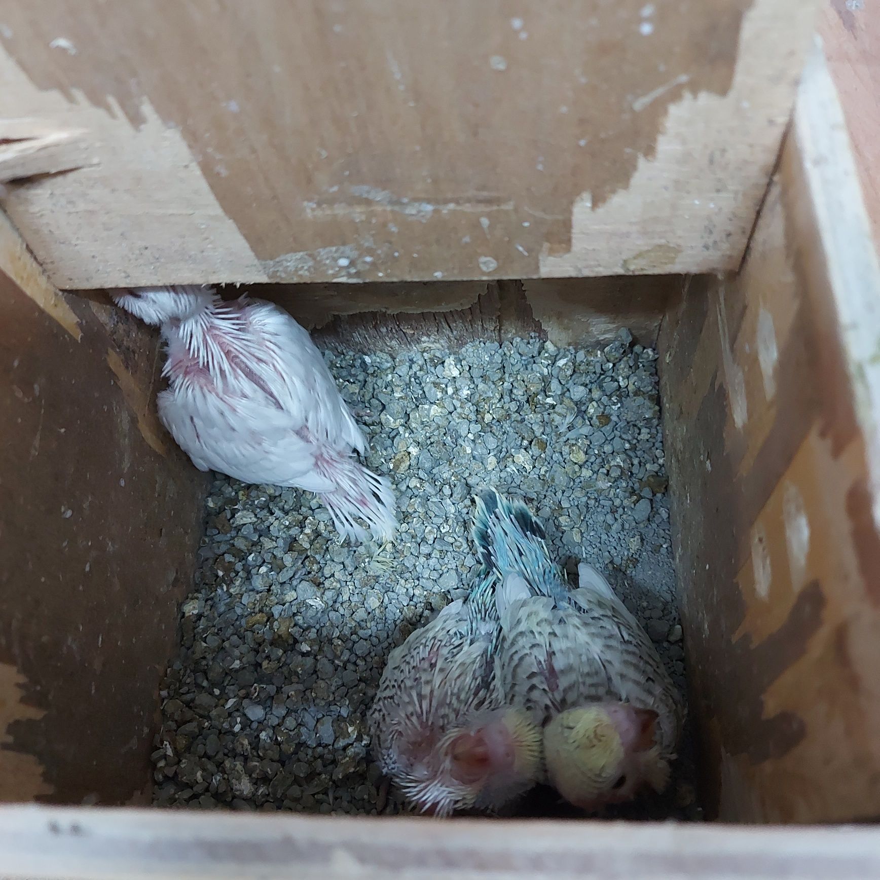 Periquitos Australianos para domesticar