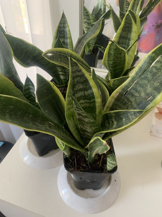 Продам сансенвієрію