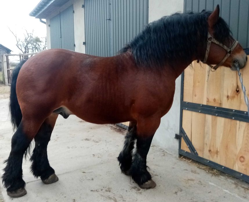 ogier  arden zimnokrwisty