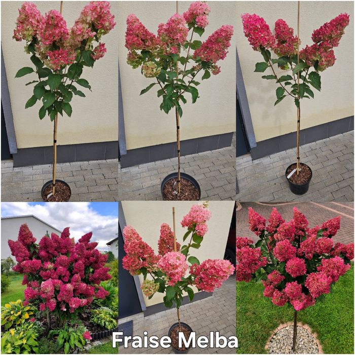 Гортензія на штамбі, штамбова гортензія волотиста,  штамб