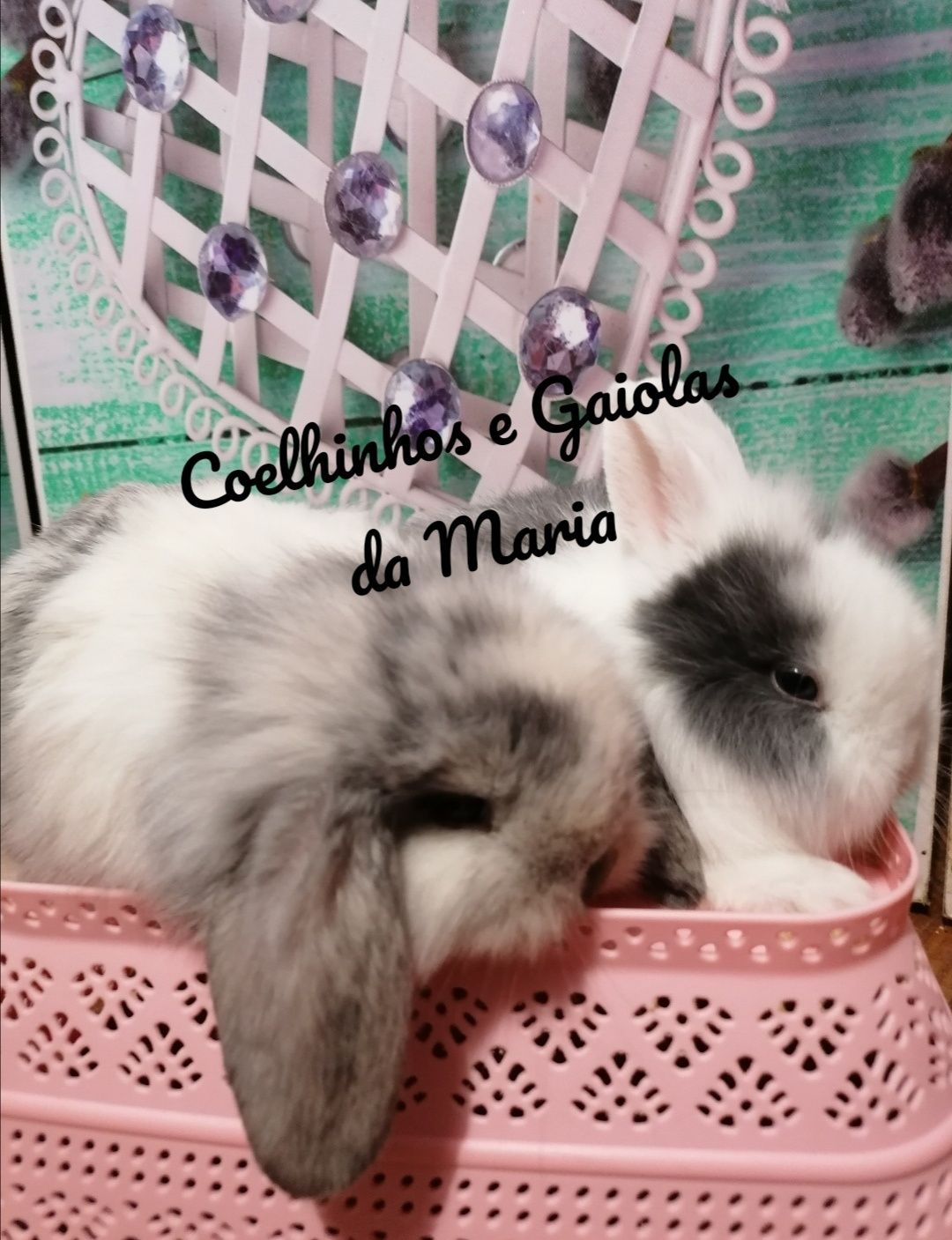 KIT Coelhos Anões Mini Toy, Holandêz, Tedy, Mini Lop Belier Orelhudo