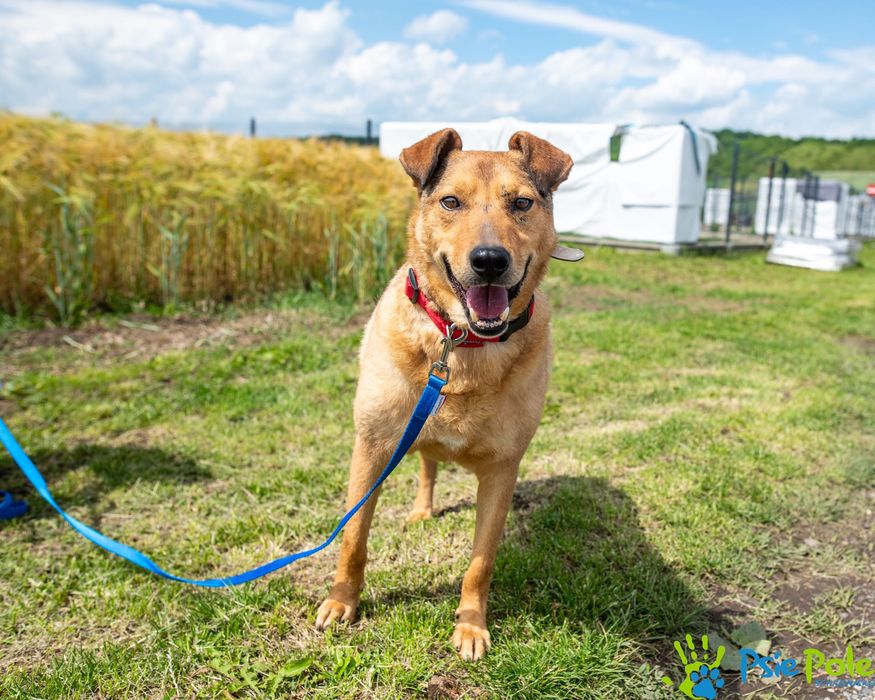 Bronek skrzywdzony piesek szuka kochającego domu