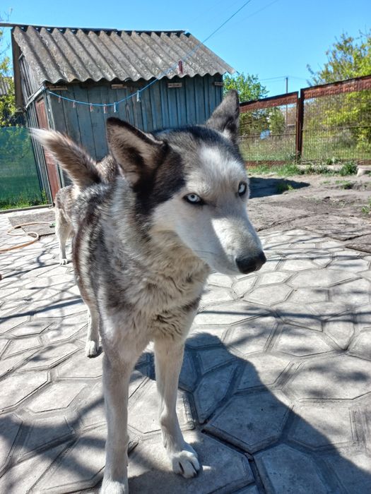Хаски вязка. Чекаємо