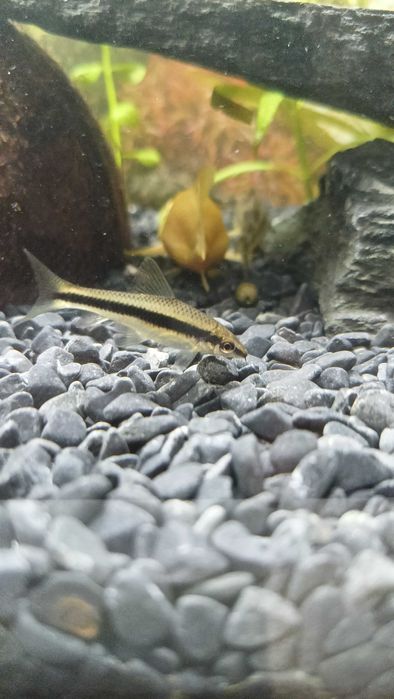 Sprzedam/oddam rybkę