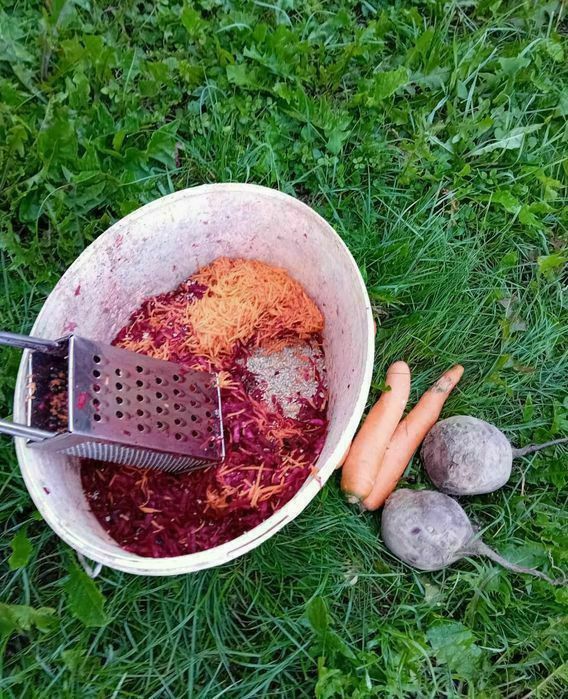 Kura kury Rosy naturalne ekologiczne kury araukany pisklaki