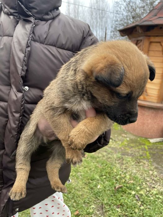 Віддам в добрі руку