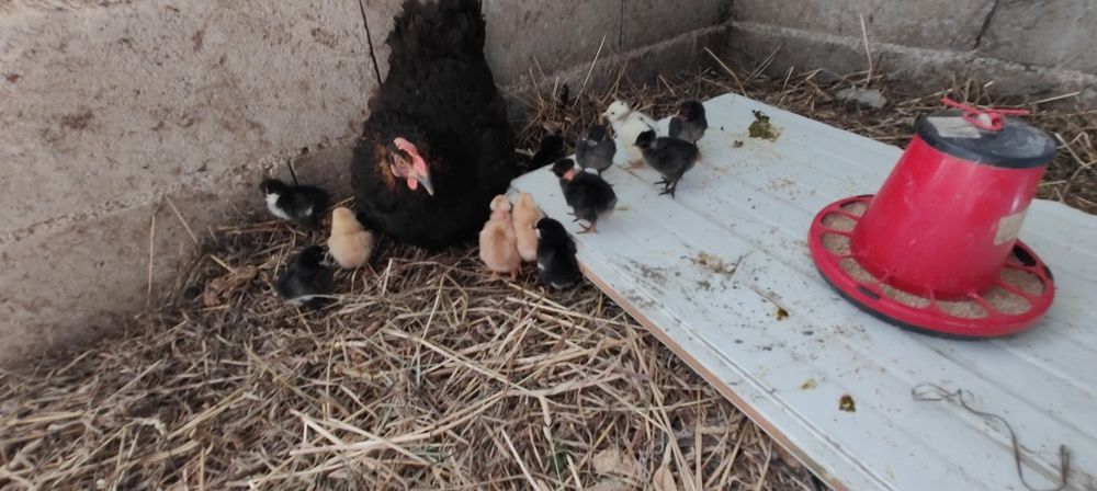 Pintos caseiros mistos.