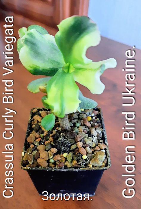 АКЦИЯ! Редкие, вариегатные крассулы толстянки денежные деревья, суккул