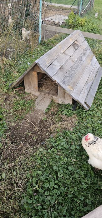 Kurnik / domek lęgowy