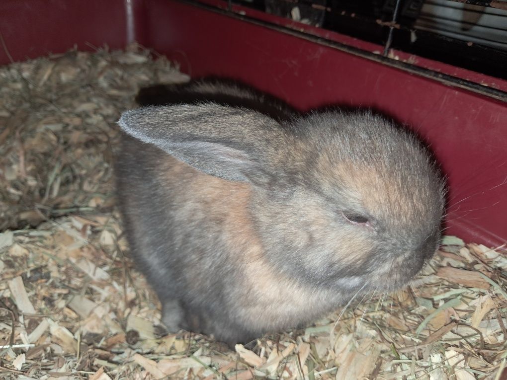 Coelho anão mini lop