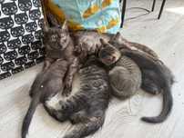 Koteczka Dymka do adopcji