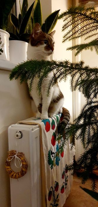 Кішечка Плямка, 4 роки.