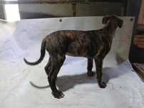 Szczeniaki rasy chart Angielski greyhound