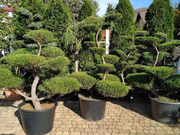 bonsai, bonsai do ogrodu ,drzewka formowane-Bielsko Biała woj. śląskie