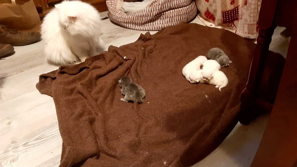 Koty persy ogłoszenie poglądowe informujące do zapoznania