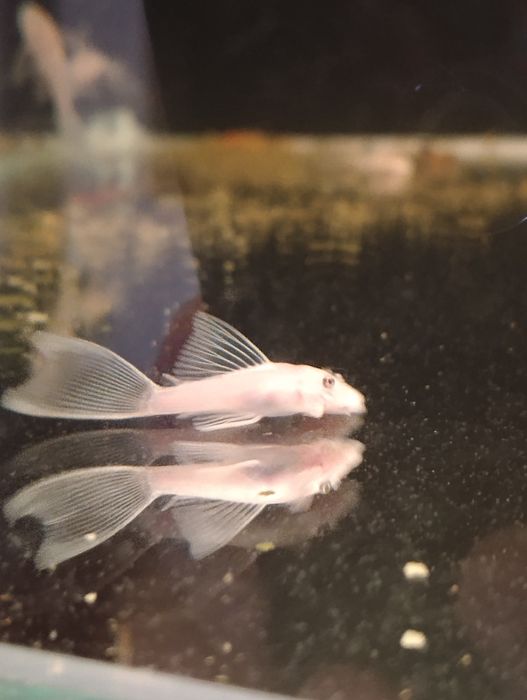 Gupik tuxedo kolorowe gupiki