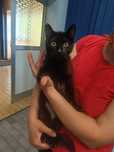 Piękna kotka do adopcji
