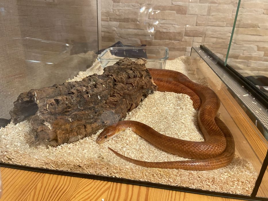 Wąż zbożowy z terrarium!