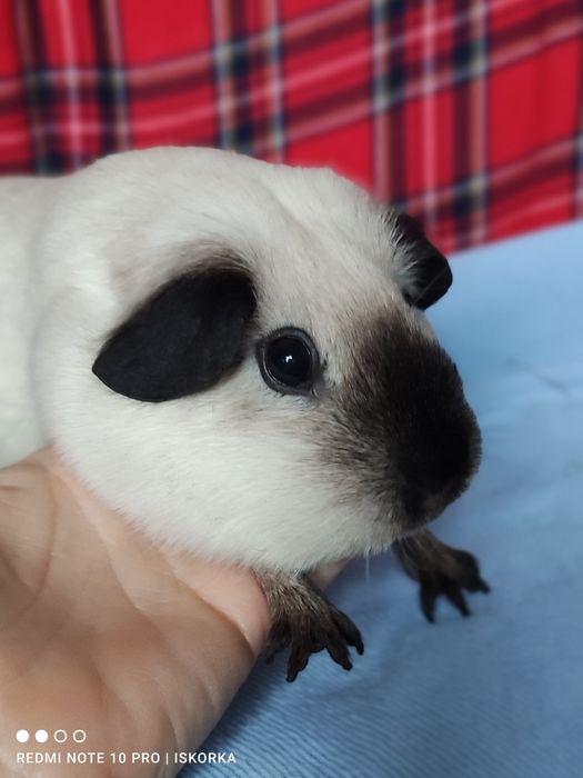 Каліфорнія чорні поінти морська свинка