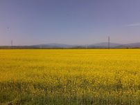 Сільськогосподарська земля 28 Га