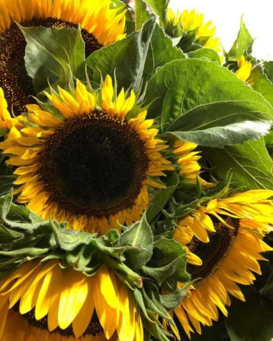 Nasiona słonecznik ozdobny TAIYO 1000gram